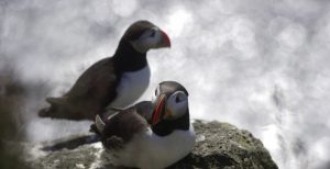 Puffins resting on island