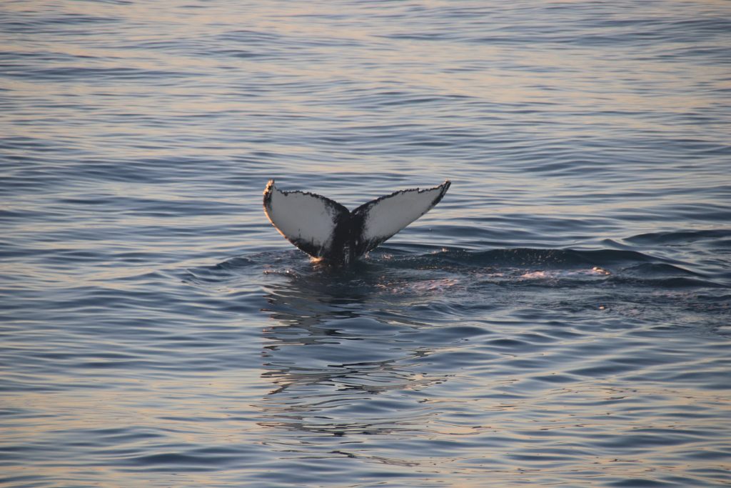 World Whale Day