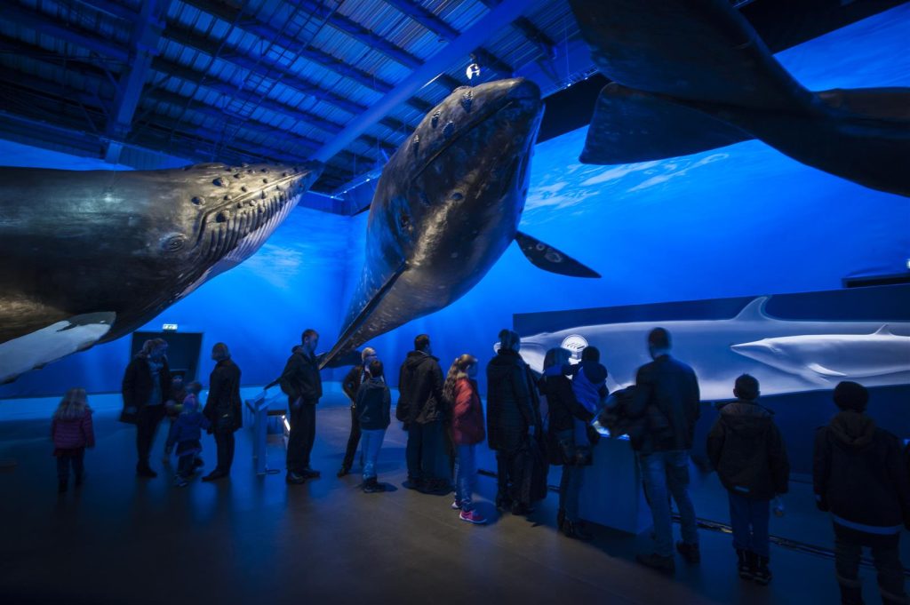 Life-size whale exhibits at Whales of Iceland museum near the Old Harbour