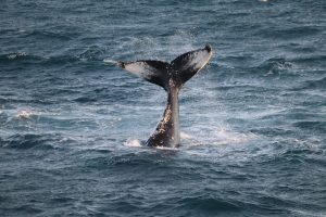 winter whale watching Reykjavik