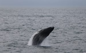 What and how do whales eat?