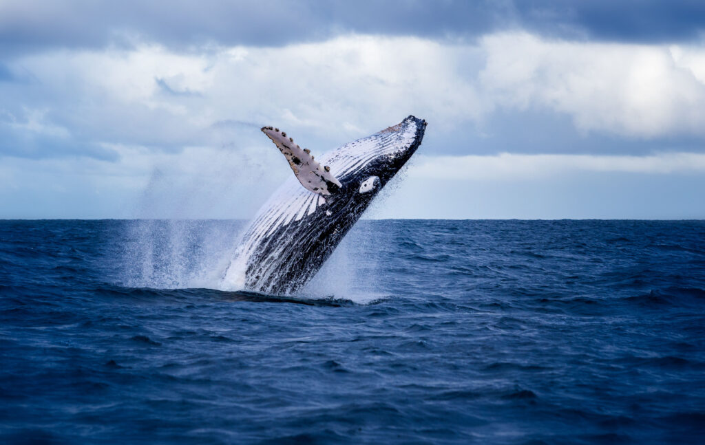 whale breaching